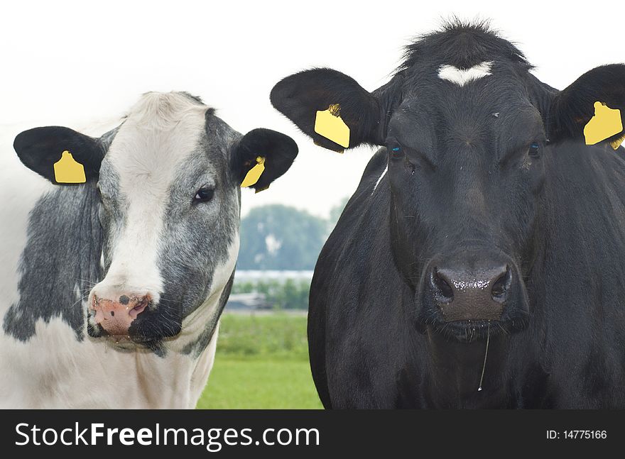 Happy couple cows with yellow eartags on a dutch farm. Happy couple cows with yellow eartags on a dutch farm