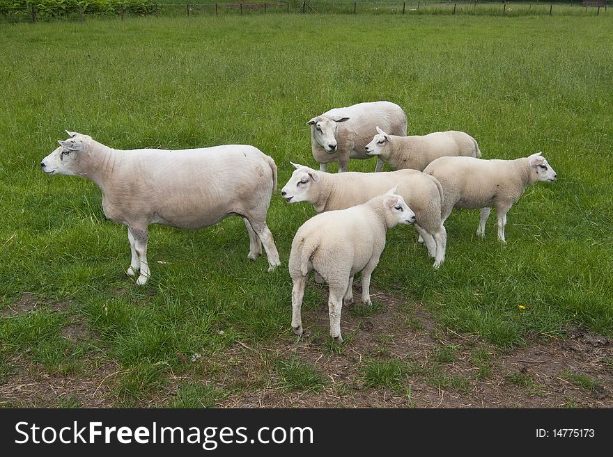 Mother sheep with  white lamb on a farm