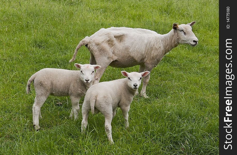 Mother sheep with  white lamb on a farm