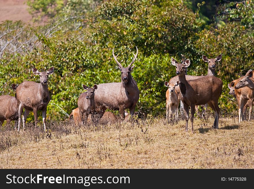 Barking deer group in Thailand national park image