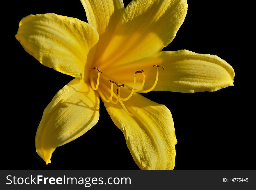 A yellow lily in the late afternoon sun with an industrious ant (profiling) on one of it's stamens. A yellow lily in the late afternoon sun with an industrious ant (profiling) on one of it's stamens.