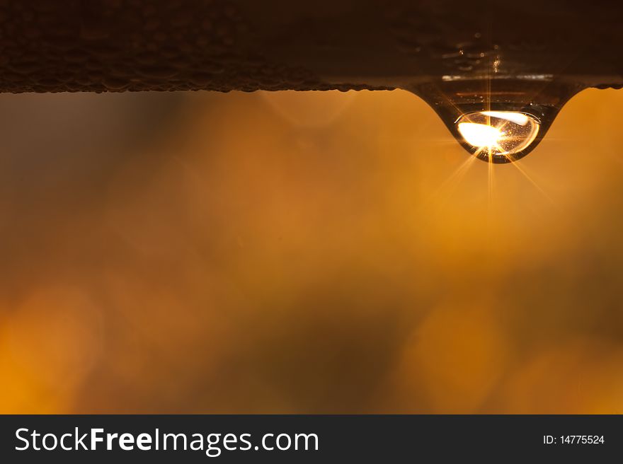 Dew drop on morning image