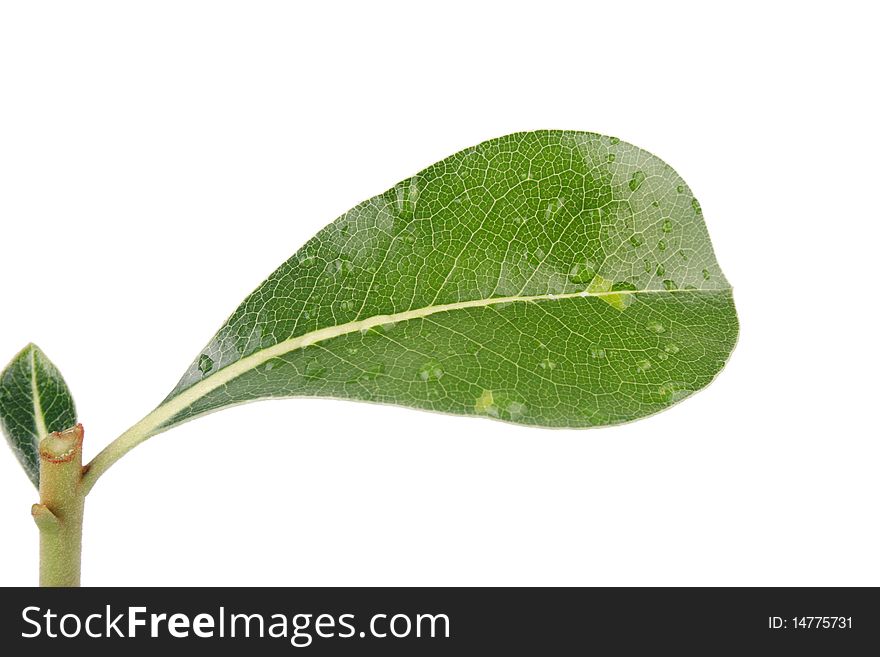 The leaves on a white background