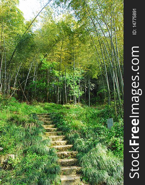 It is a beauitfule bamboo grove