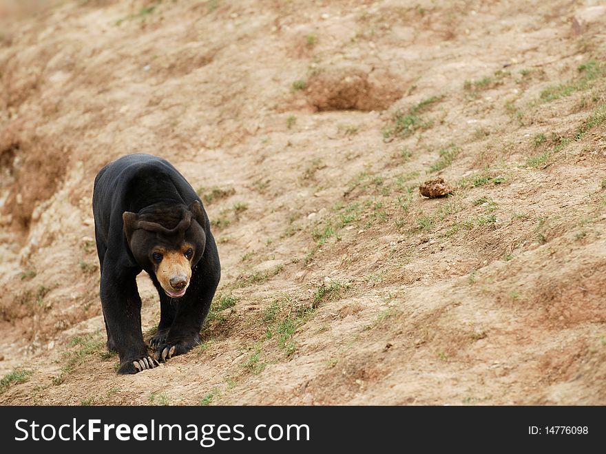 A black bear is walking around.
