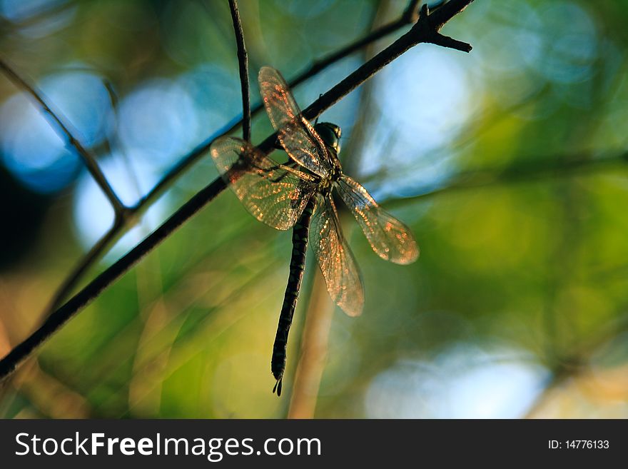 Single dragonfly sitting on a branchlet at sunset