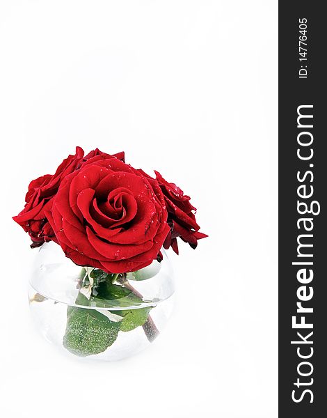 Red rose in round vase isolated on white. Red rose in round vase isolated on white