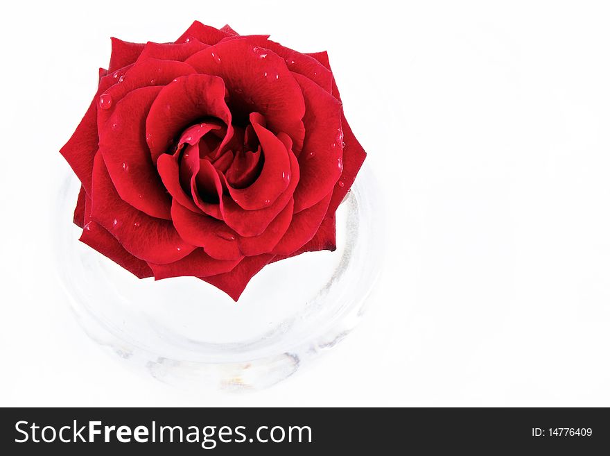 Red rose in rond vase isolated on white. Red rose in rond vase isolated on white