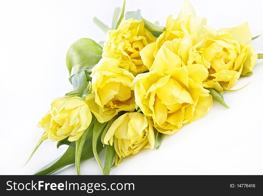 Bunch of yellow tulips isolated on white