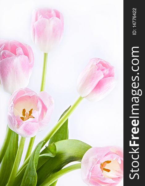 Five pink and white tulips isolated on white