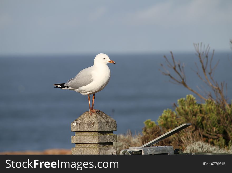 Sea gull by the sea australia. Sea gull by the sea australia