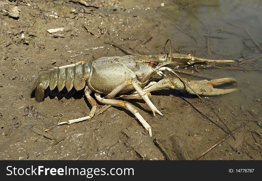 Danube crayfish is in the water