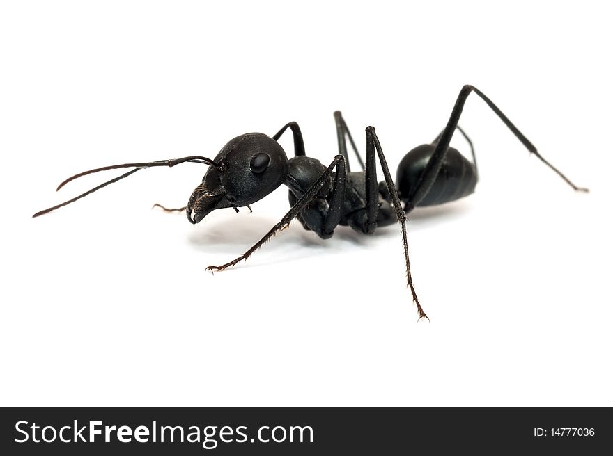 Ant isolated on white background close-up