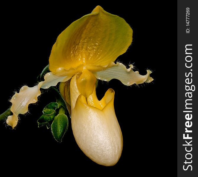 Close up of lady's slipper orchid on black macro shot