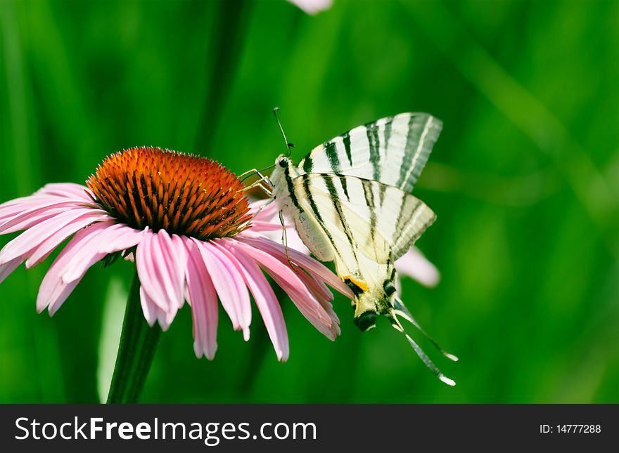 Echinacea Flower