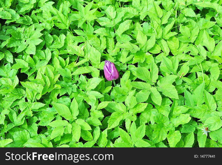 Alone purple tulip in green leaves