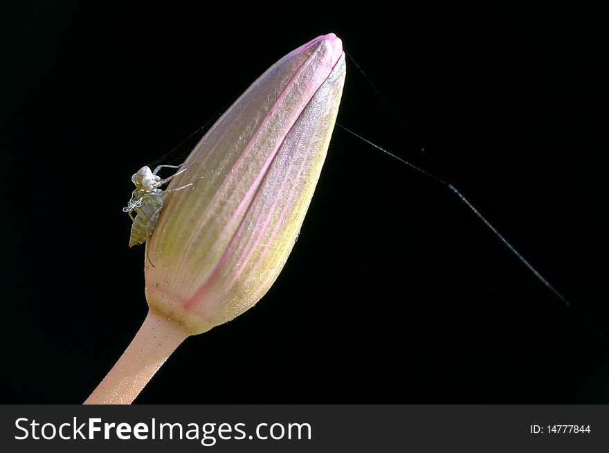 Cicada shells on lotus, black background.