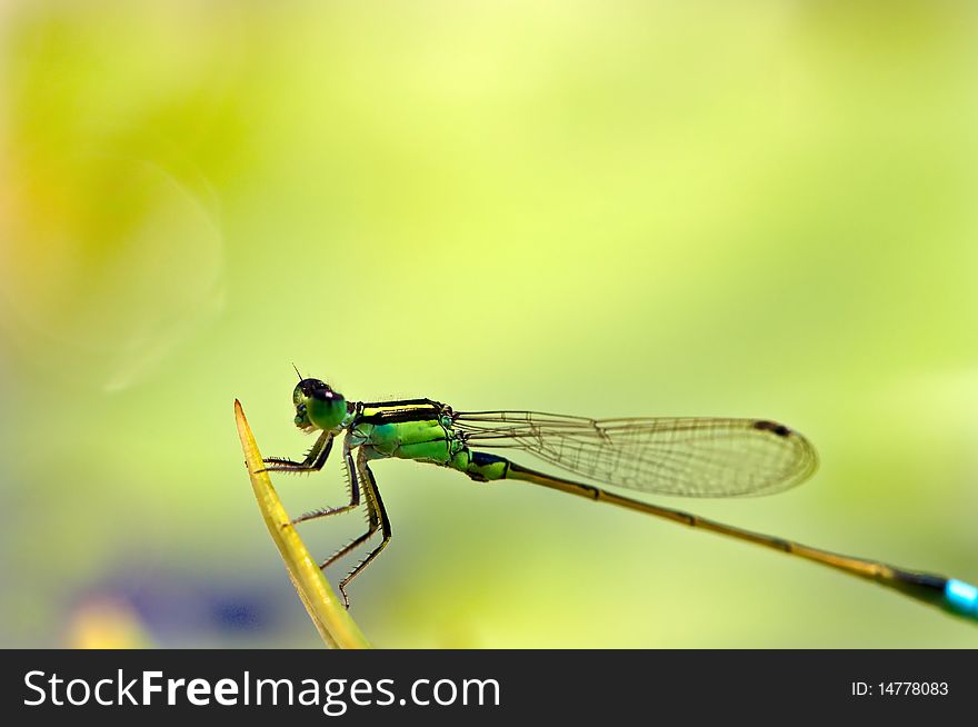 Extreme close up shot of Dragon fly. Extreme close up shot of Dragon fly.