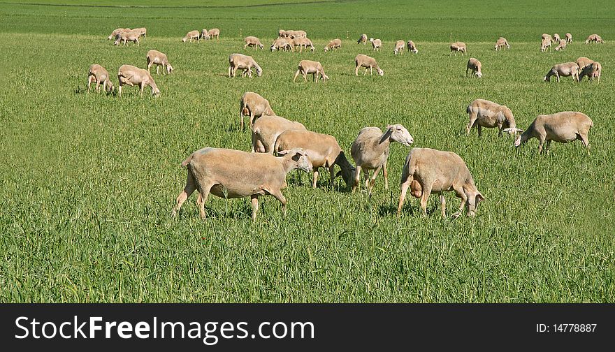 Group of sheeps in a farm. Group of sheeps in a farm