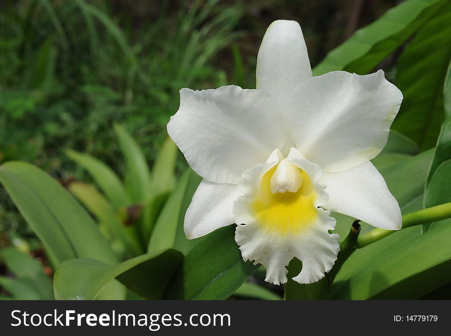 White orchid in green background.