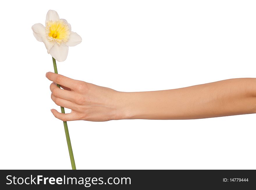 Woman holding white narcissus in the hand