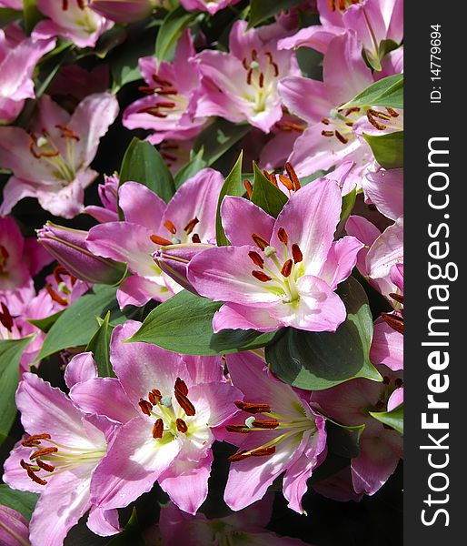 Fresh cut pink lilies, garden and flower exhibition. Fresh cut pink lilies, garden and flower exhibition