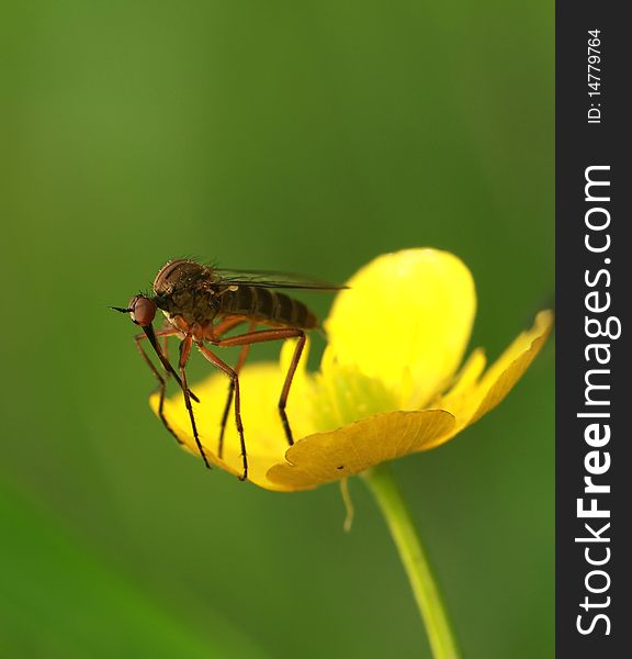 Insect sitting on a yellow flower. Insect sitting on a yellow flower