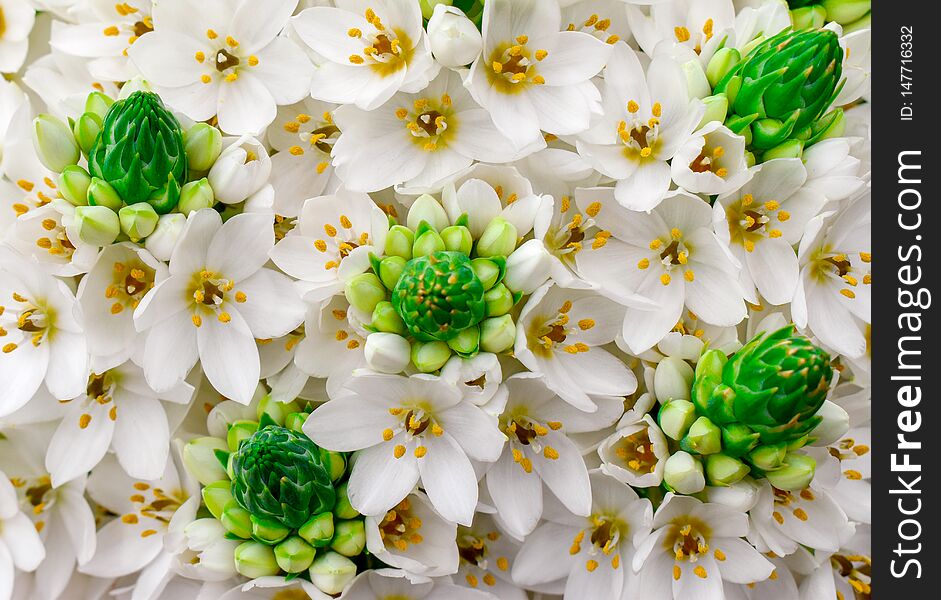 White ornithogalum flowers in a floral bouquet, background and texture. Decoration, nature. White ornithogalum flowers in a floral bouquet, background and texture. Decoration, nature.