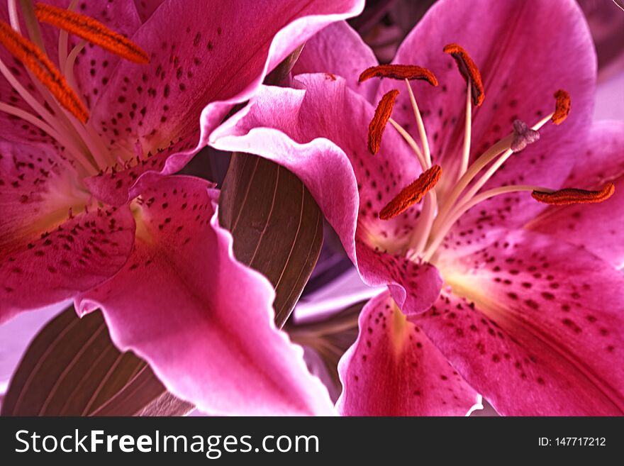 Close Up From Fuchsia Lilium Star Gazer