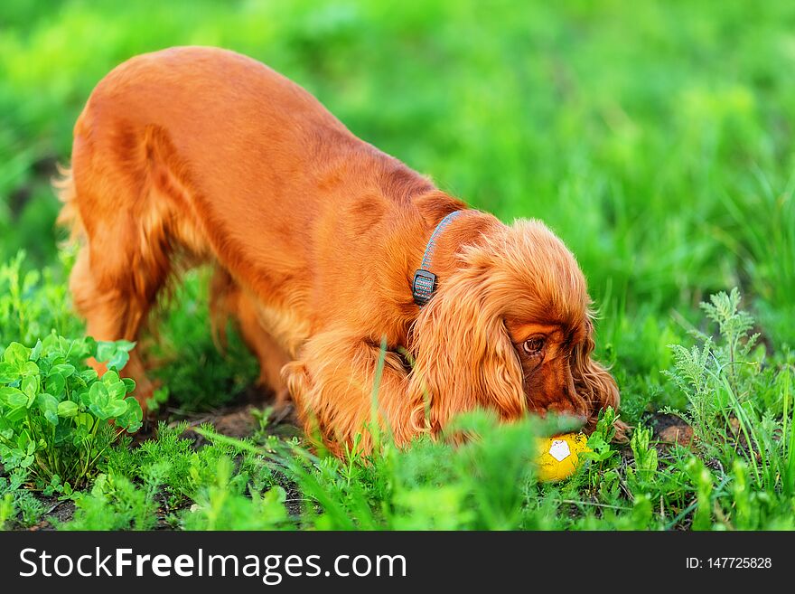 Playful english cocker spaniel on grassy ground with small yellow ball shallow dof