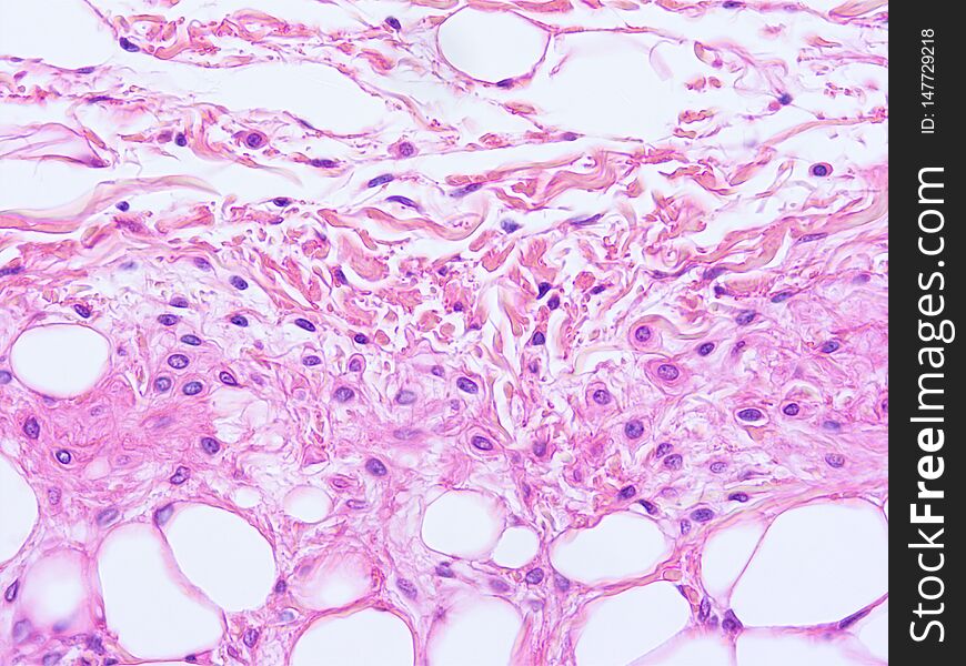 Histology of human tissue, show epithelium cell, connective tissue and muscle tissue with microscope view. Histology of human tissue, show epithelium cell, connective tissue and muscle tissue with microscope view
