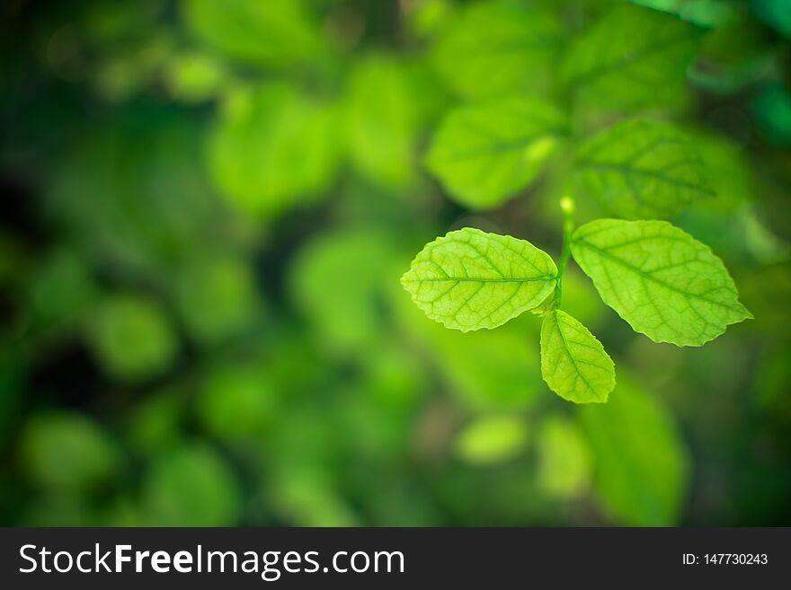 Natural Bokeh.blurred Bokeh.Blurs Background