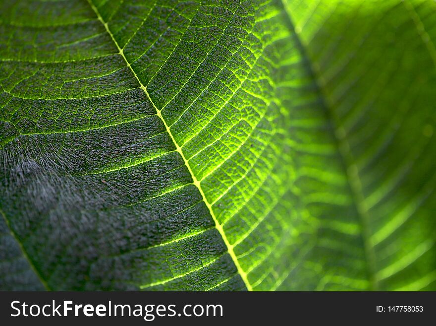 The structure of a fleece green leaf on a sunny day. Cropped shot, horizontal, nobody, place for text, blur, macro. Concept of natural beauty and botany.
