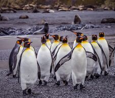 Flock Of King Penguins Walk Down Beach Surrounded By Fur Seals Royalty Free Stock Images