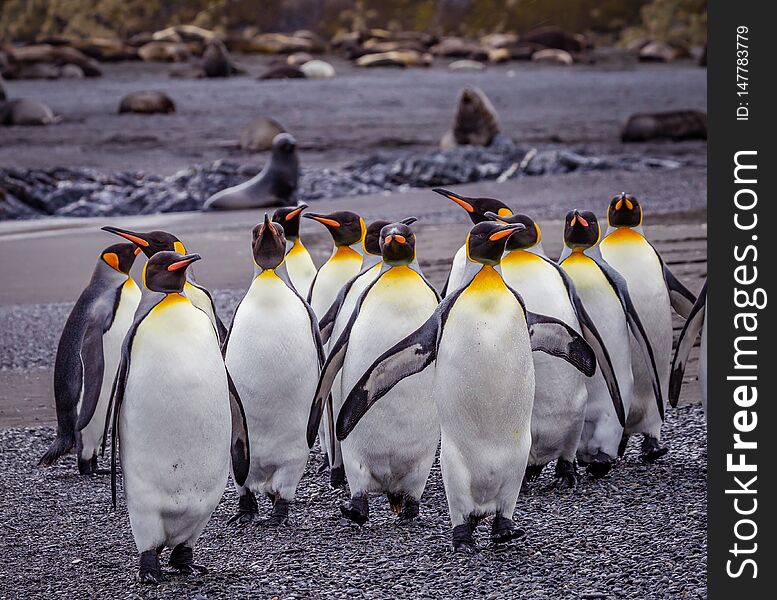 Flock of King penguins walk down beach surrounded by fur seals in Falkland Islands