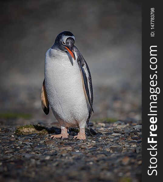 Single Gentoo Penguin in South Georgia, near Antarctica