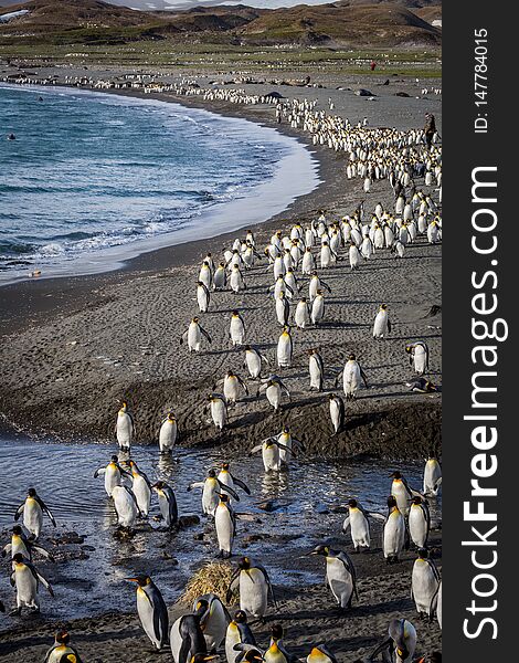 Hundreds of king penguins walking away from danger