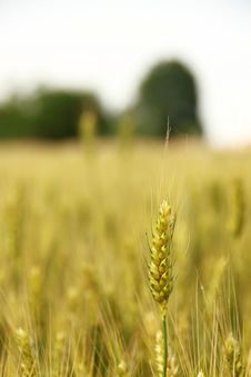Wheat Field Stock Photography Wheat Field Stock Photography
