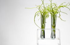 Rack Of Test Tubes With Small Plants Royalty Free Stock Images