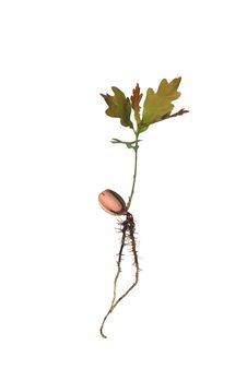 Small Oak Royalty Free Stock Photography Small Oak Royalty Free Stock Photography