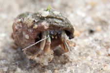 Hermit Crab Royalty Free Stock Image Hermit Crab Royalty Free Stock Image