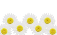 Summer Chamomile Flowers Background Royalty Free Stock Photo Summer Chamomile Flowers Background Royalty Free Stock Photo