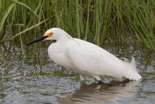 Snowy Egret Royalty Free Stock Images