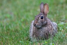 Wild Rabbit In Grass Royalty Free Stock Photography Wild Rabbit In Grass Royalty Free Stock Photography