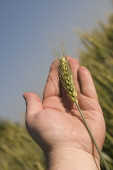 Barley Plant In Hand Stock Photos
