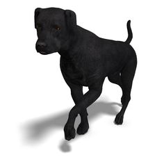 Labrador Retriever Dog. 3D Rendering With Stock Images Labrador Retriever Dog. 3D Rendering With Stock Images