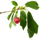 Cherry On Branch With Litho Royalty Free Stock Photo Cherry On Branch With Litho Royalty Free Stock Photo