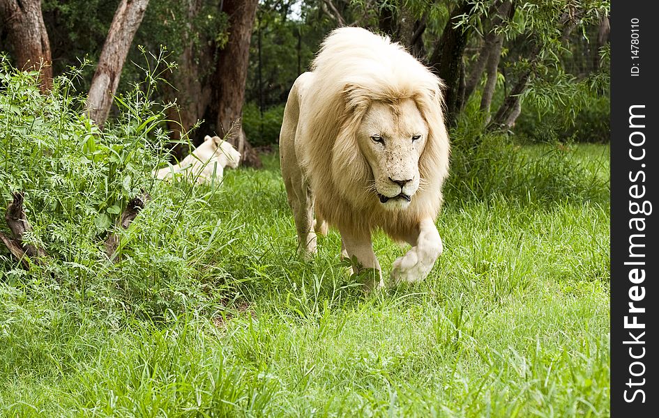 Young Lion with a beautiful mane, walking through grassland, away from his pride. Young Lion with a beautiful mane, walking through grassland, away from his pride