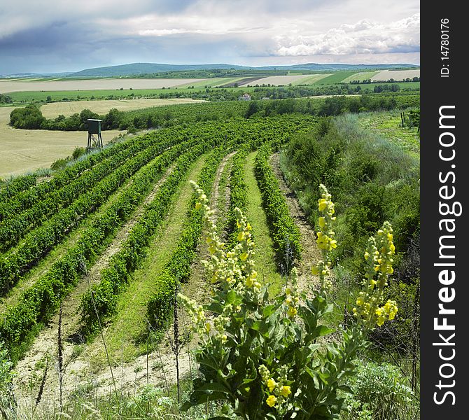 Vineyard in Znojmo Region, Czech Republic