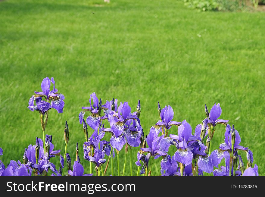 Picture showing a bunch of violet flowers